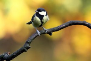 Wild great tit perched on a branch