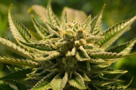 Cannabis plant, marijuana