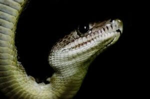 Close-up shot of a snake