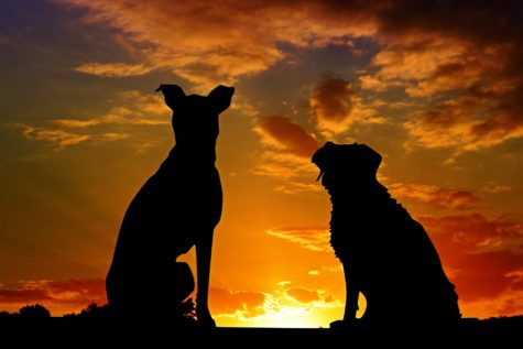 Dogs in the sunset