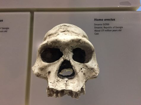 Humanlike cognition evolved 1.8 million years ago, a new study finds.