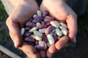 Person holding handful of beans