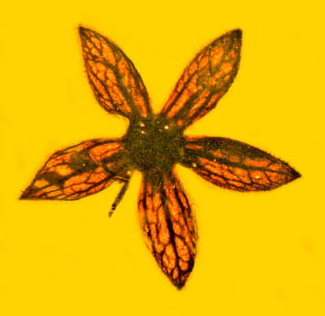 Ancient flower found fossilized in amber