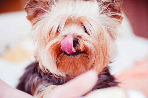 Dog licking its mouth