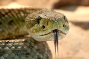 Closeup of snake