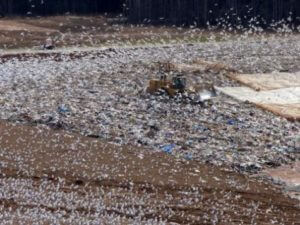 Seagulls at landfill