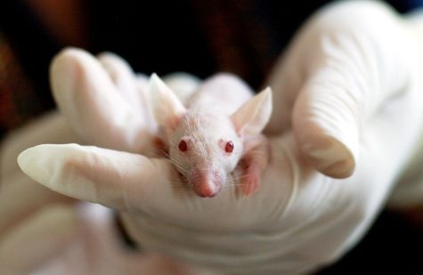 Lab mouse in researcher's hand