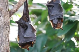 Bats hanging in tree