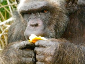 Chimpanzee eating an orange