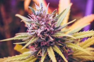 Marijuana / cannabis plant