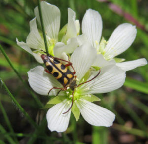 Flower beetle on a Venus flytrap. 