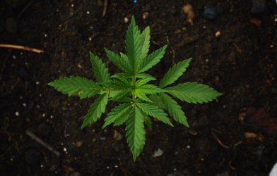 Cannabis, marijuana leaf