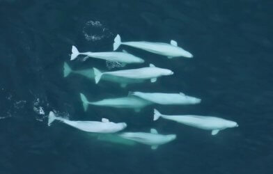 Beluga whales