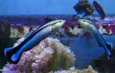 Cleaner wrasse