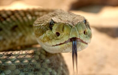 Rattlesnake face