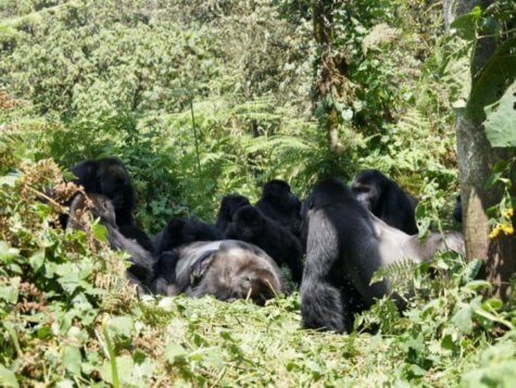 A Grauer's gorilla group gathers around the body of a male gorilla