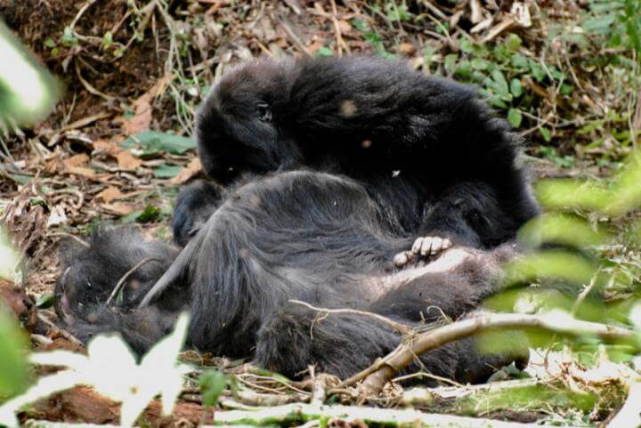 A juvenile mountain gorilla inspects the body of his mother for several hours a
