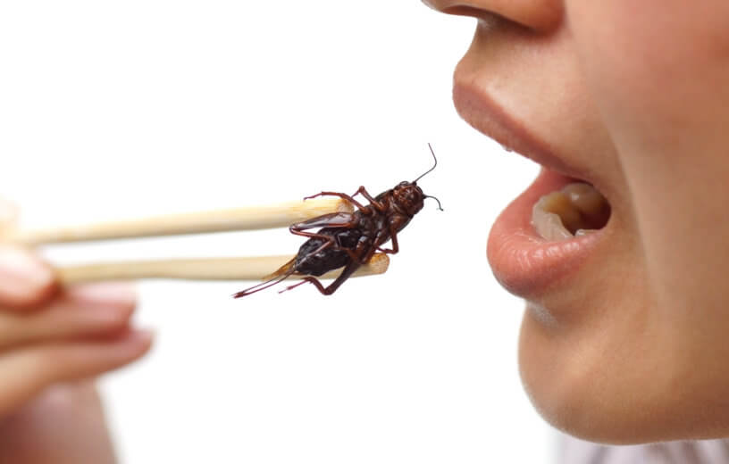 Eating insects, crickets