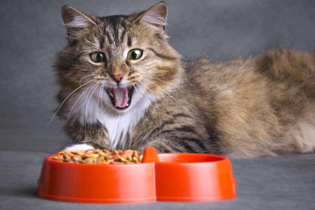 Best Cat Foods Of 2022: Top 4 Brands Recommended By Expert Websites