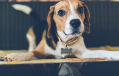 Dog photo: Beagle