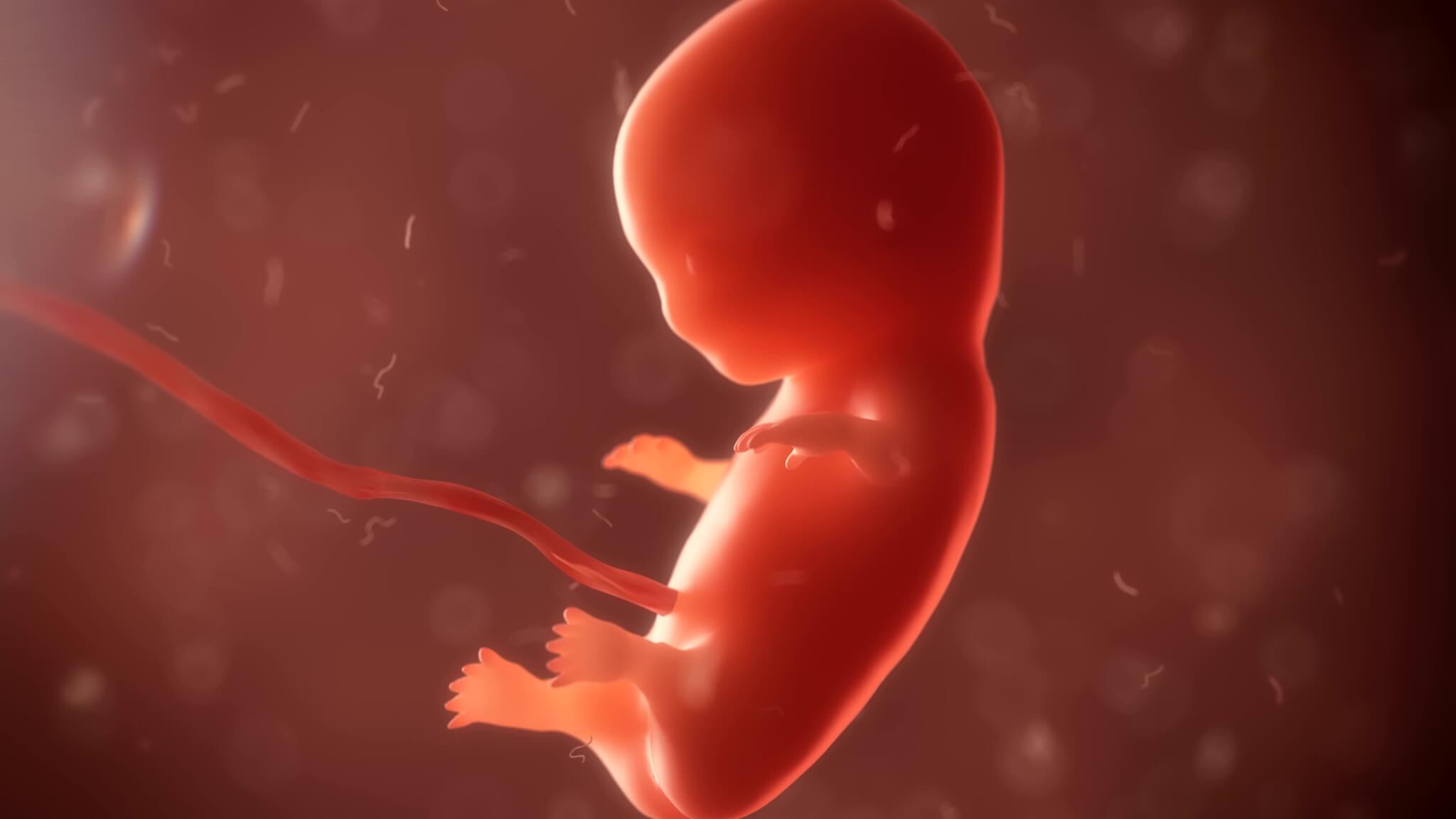 Embryo phase of baby in womb