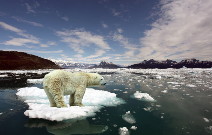 Climate change effects: Polar bear stranded on small ice patch
