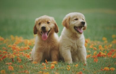 Dogs: Golden Retriever puppies