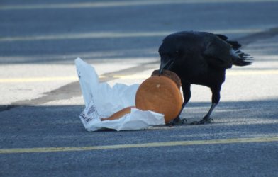 Crow eating a burger in a city