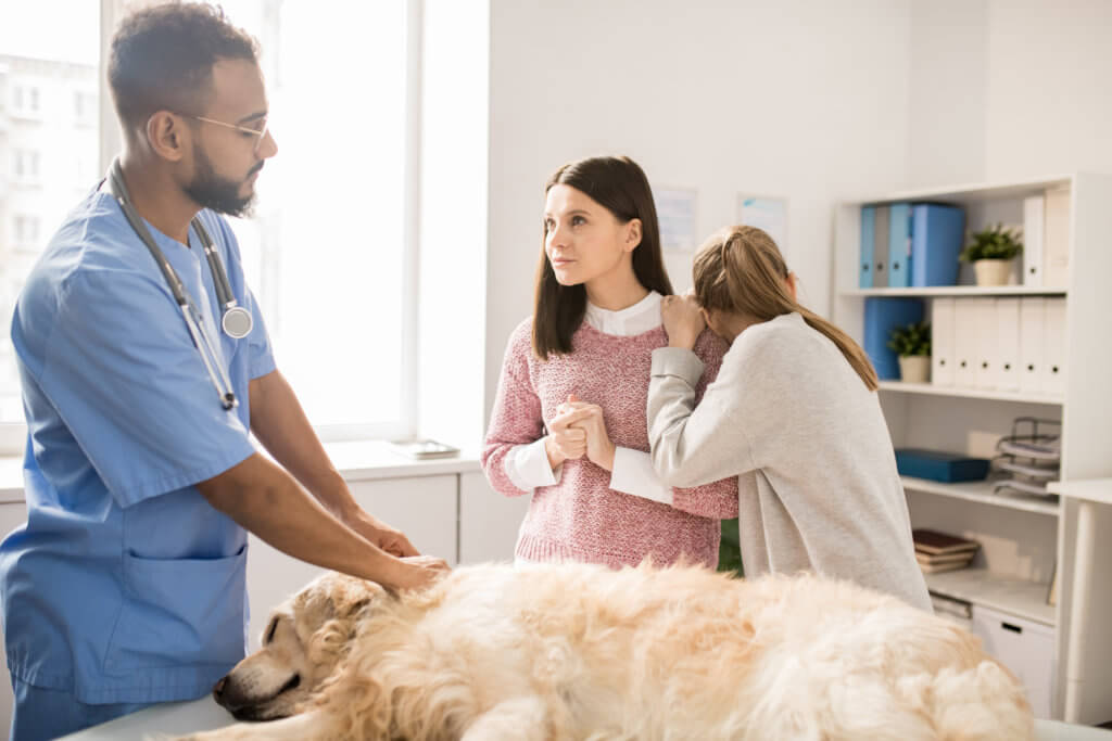 Veterinarian working with worried dog owner