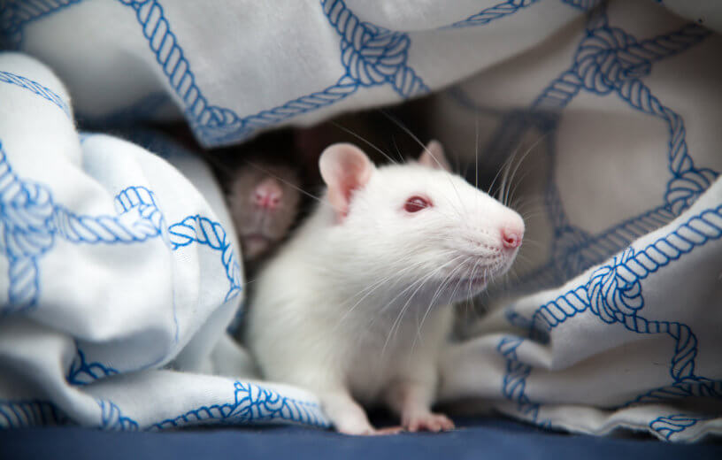 Two pet rats hiding