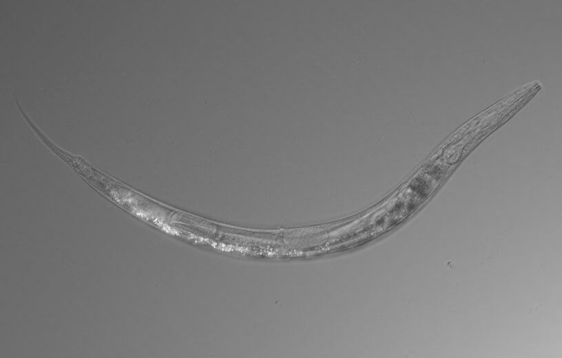 New species of worm found in Mono Lake
