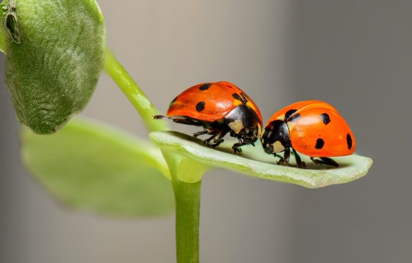 Insect love: pair of ladybugs on a green leaf