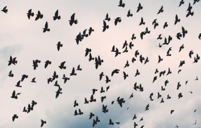 Crows flying in sky