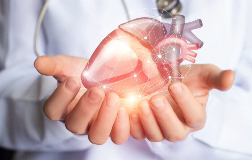 Doctor holding a human heart