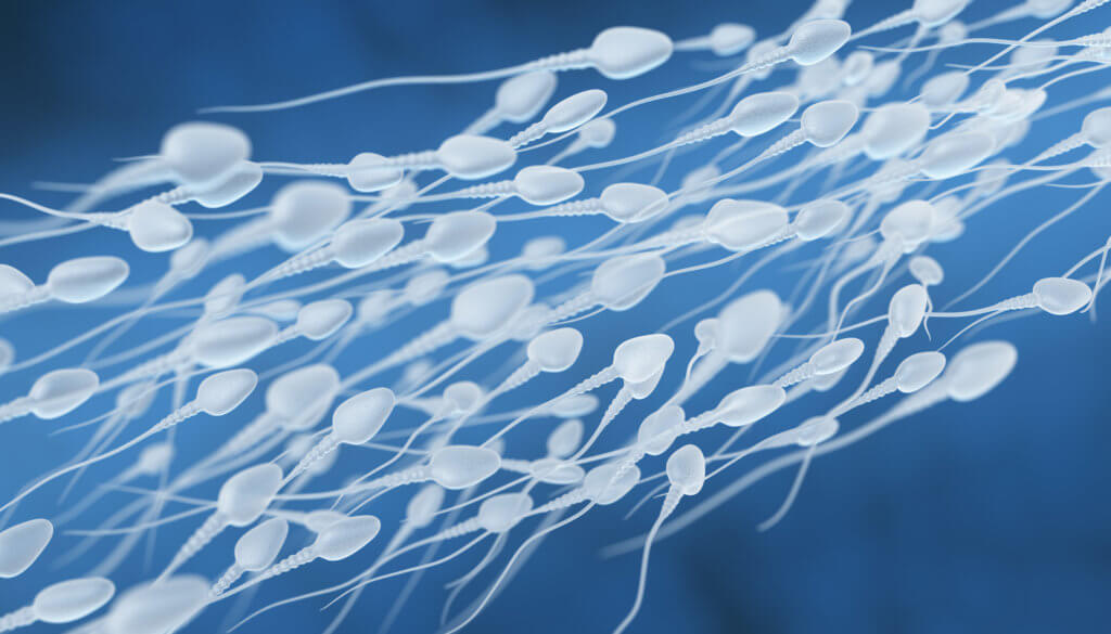Sperm flow