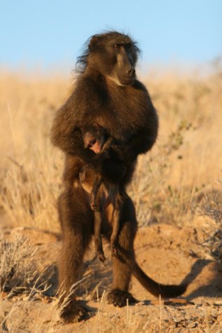Baboon carrying baby in Namibia