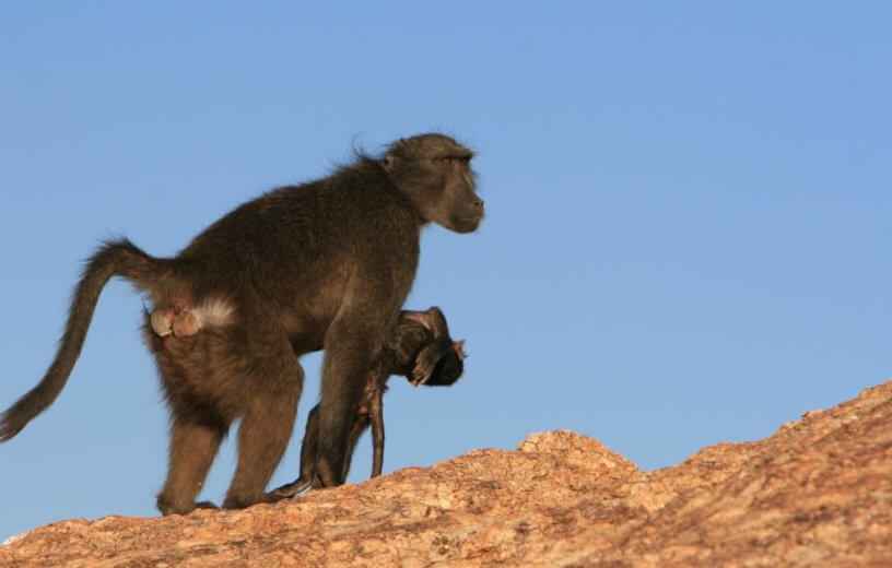 Baboon carrying dead baby