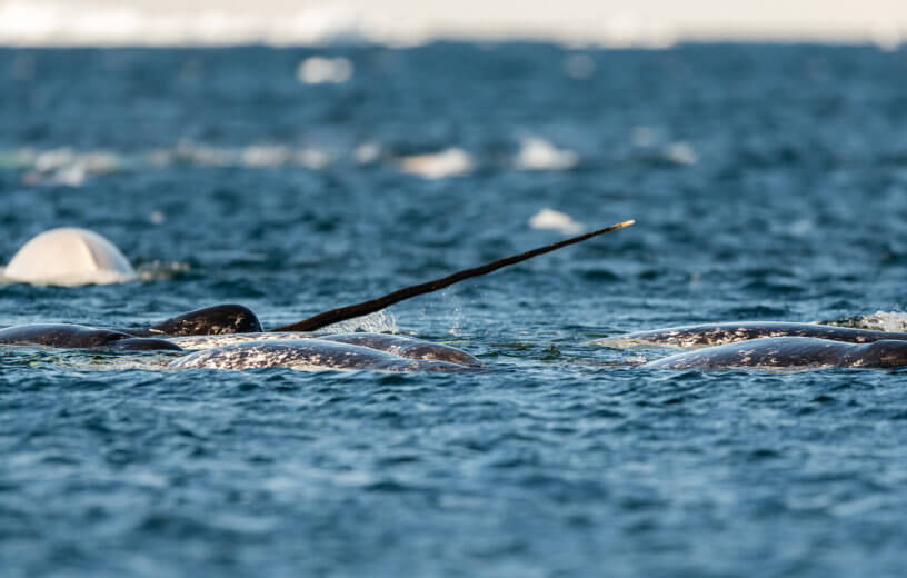 Pod of narwhals feeding at the surface, Lancaster Sound, Baffin Island, Canada.