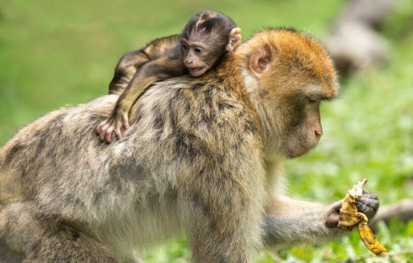 Barbary macaque with baby