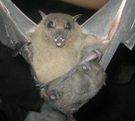 Fruit bat nursing pup