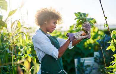 Woman gardening looking at vegetable