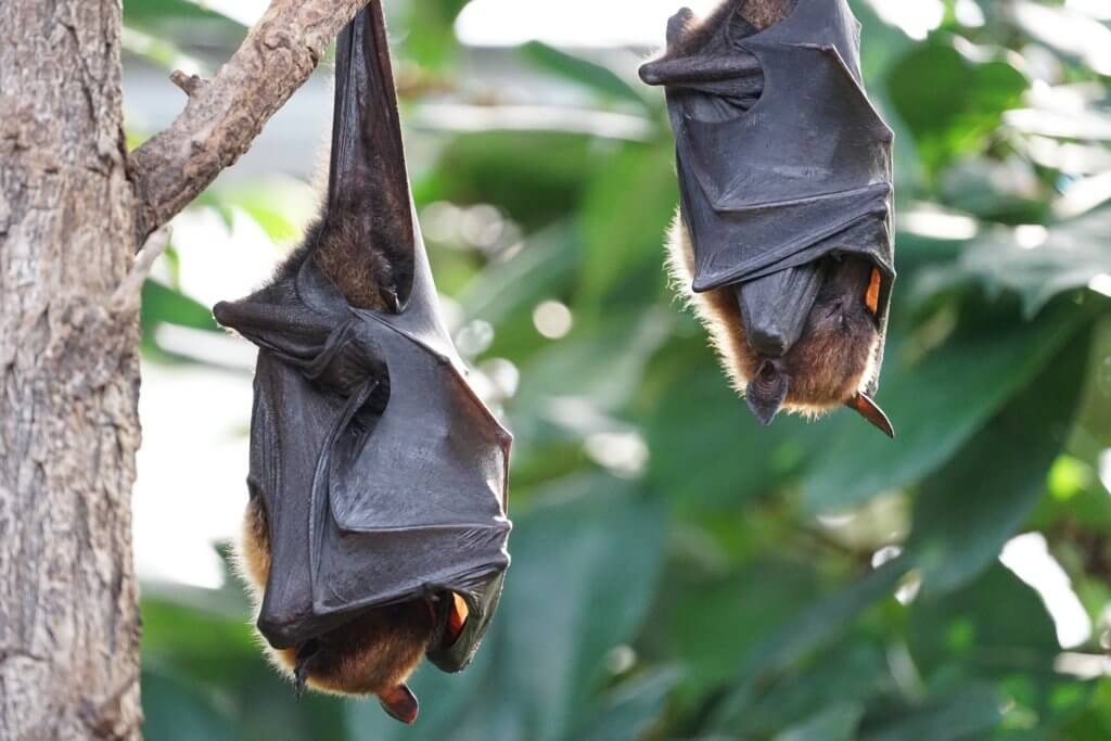 Fruit bats sleeping in a tree.