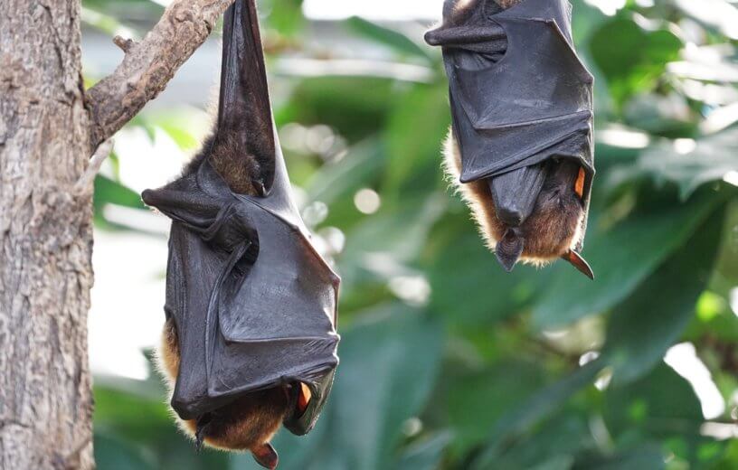 Fruit bats sleeping in a tree.