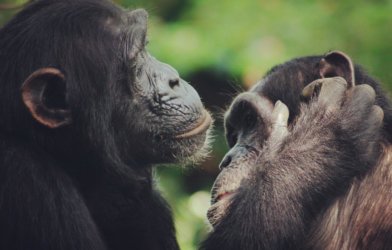 Chimpanzees grooming each other