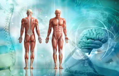 Human body, brain, spine
