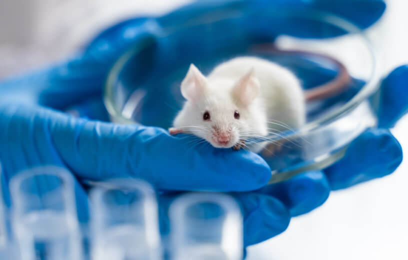 Scientist holding white lab rat or mouse for experiment