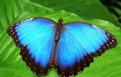 Beautiful blue butterfly on leaf