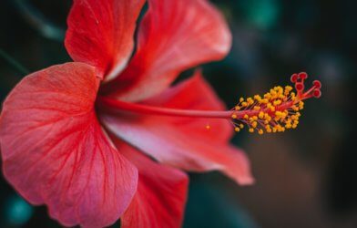 Red hibiscus in bloom, pollen on flower