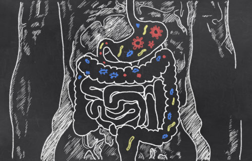Gut health: Intestines sketch with gut bacteria