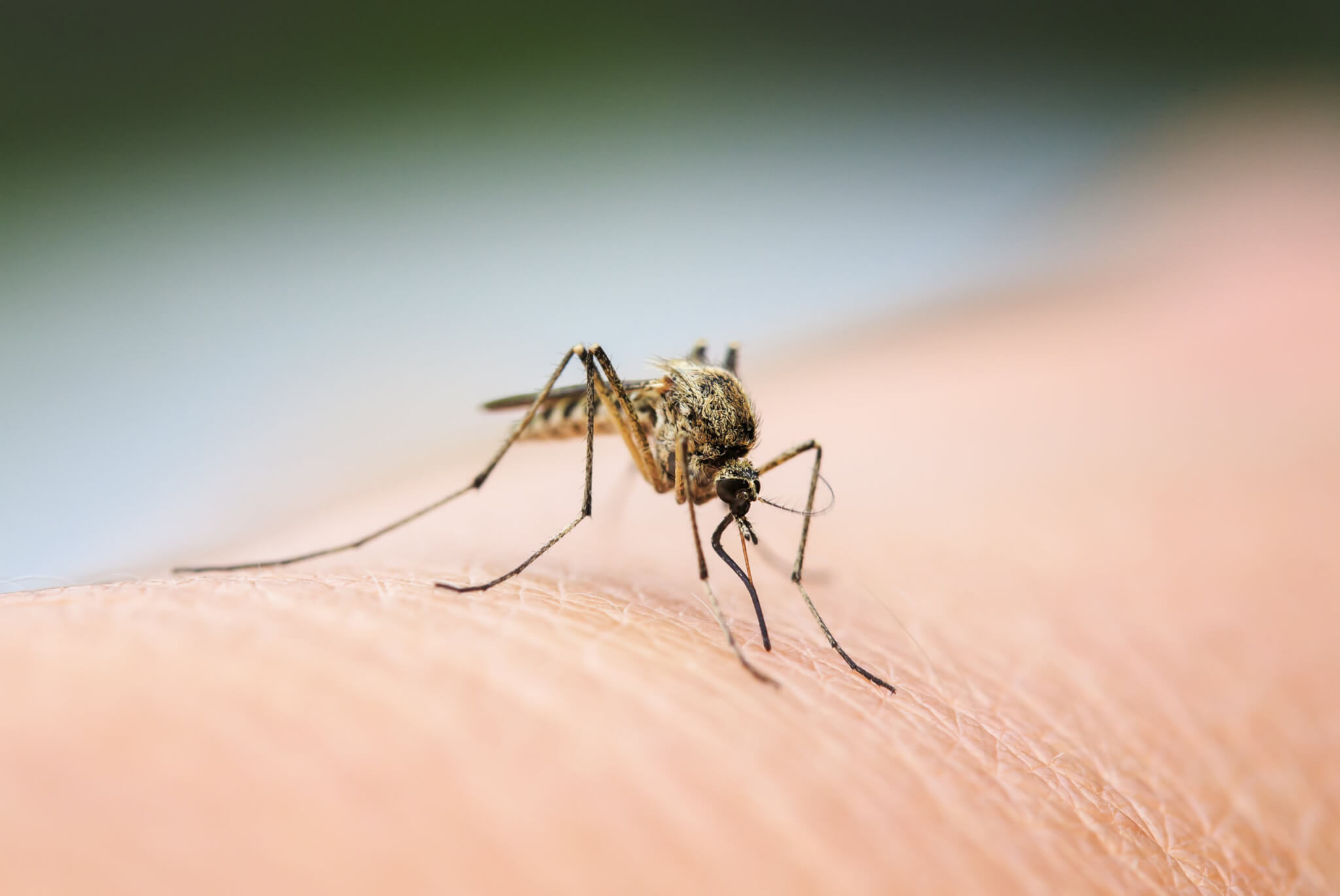 Seleccionamos los mejores repelentes de mosquitos para evitar picaduras  este verano - Showroom
